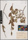 Foto von Salix aurita L. x Salix caprea L. x Salix repens L.